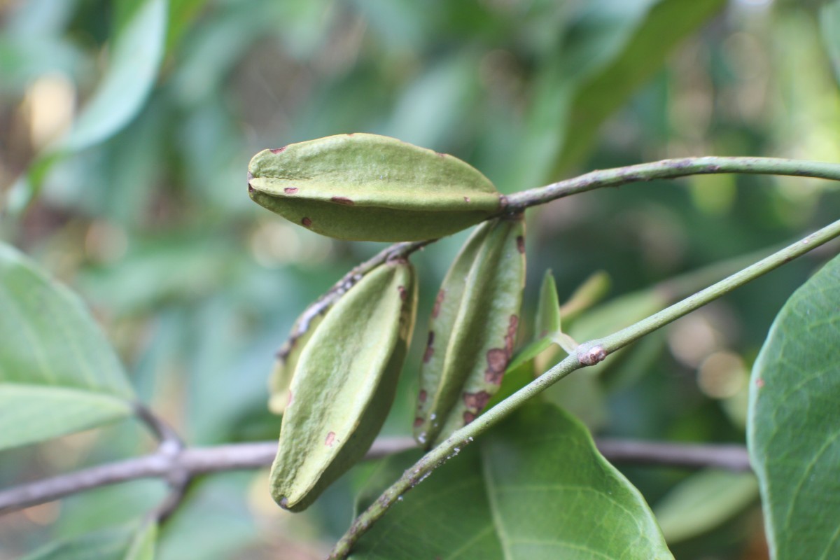 Combretaceae